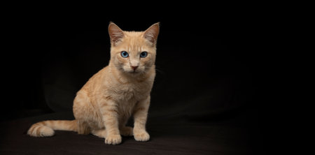 Small light yellow tabby cat sitting on its hind legs seen in profile with its head facing forward...
