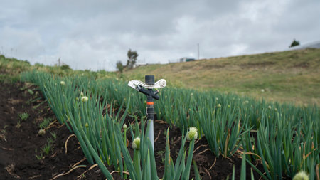 Close-up of irrigation sprinkler in the middle of a field planted with onion plantsの写真素材