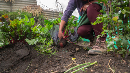 Close-up shot of woman kneeling harvesting a beet in a small vegetable garden during the dayの写真素材