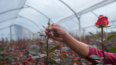Close-up of a man's hand working inside a plastic greenhouse growing rose plantsの写真素材