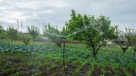 View of sprinkler irrigation system in operation, irrigating a field of green plantsの写真素材
