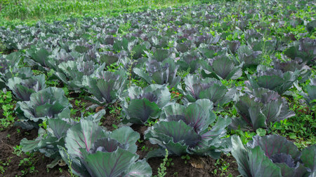 View of a field planted with purple cabbage plants in daylightの写真素材
