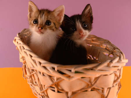 The photo shows 2 fluffy kittens in black and white and a tricolor in a basket. The background is orange purple. One kitten is looking directly at the camera, the second is hiding.の写真素材
