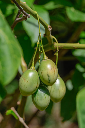 Tamarillo fruit on tree. Exotic fruits tomato like tomarillo orange color. Flora of carribbean island in South America. Biodiversity of botany in natural jungle.の写真素材