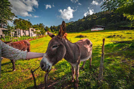 Photo of donkey animal. Girls hand caressing a donkey face. Domestic rural animals in village. Background is green lawn and perfect blue sky. Portrait of donkey made with wild-angel camera.の写真素材