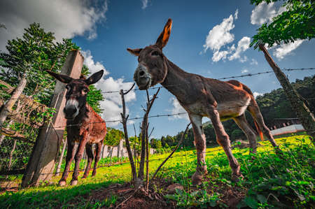 Photo with two donkeys on slope in farm field of green grass. Domestic rural animals in village. Background is green lawn and perfect blue sky. Portrait of donkey.の写真素材