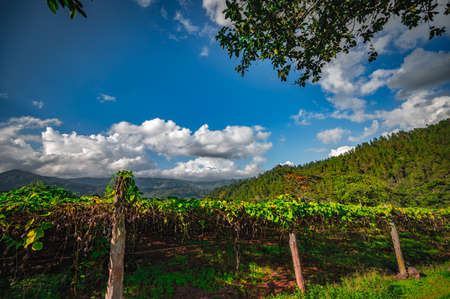 Photography Chayote plantation or Mexican cucumber. Plantation of vegetable like chayote in mountain place. Agriculture field beetween hills. Panorama of vegetation farm.の写真素材