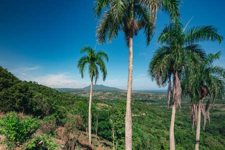 Hill view on palms tree. Panorama mountains with tropicals plants. Perfect tropical view on palms hill. Scene of carribbean mountain cordillera.の写真素材