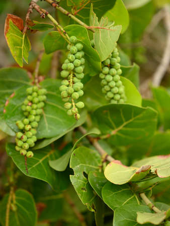 Photo of grapes taken on a beach in the Dominican Republic. The photo of the tree shows how the grapes grow and form. The leaves are dense and leathery, the seeds are small.の写真素材