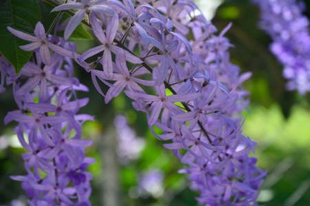 The photo shows how a subtropical vine with blue inflorescences grows. The wisteria plant has a large inflorescence consisting of small purple flowers. Bunches of tropical plants are large up to 35 cmの写真素材