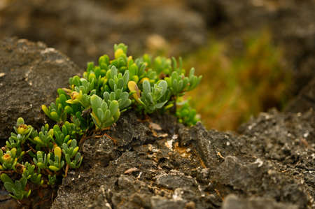 The photo shows a small green shrub growing on the beach. Not a tall plant in the foreground, but in the background the Atlantic Ocean is visible. The coastal plant grows almost in rocks.の写真素材
