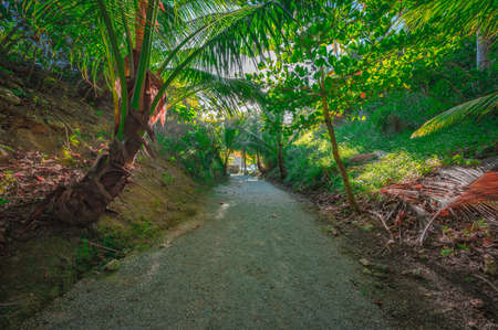 Walking path in jungle. In perspective of path, bright sun is visible. Exotic vegetation surrounded by track. Tropical forest landscape is mesmerizing at the moment of sunset.の写真素材