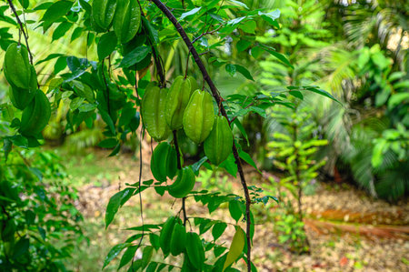 Carambola dish on tree branch after rain. Starfruit growing in tropical private garden. Starfruit tea like good choise for relax. Starfruit closeup.の写真素材