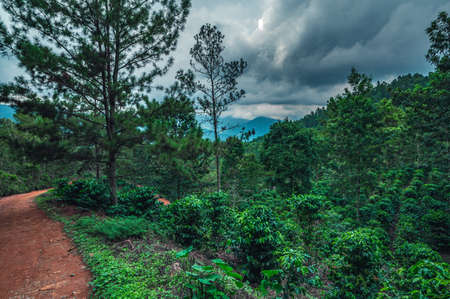 Coffee plantation in Dominican republic with mountain view. Coffee hacienda with different plants...