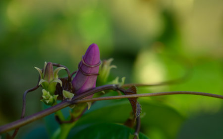 Photo of purple flower taken on the beach of the atlantic ocean in the Dominican Republic. Delicate white flowers on a green background of foliage remind of biodiversity on planet Earth.の写真素材