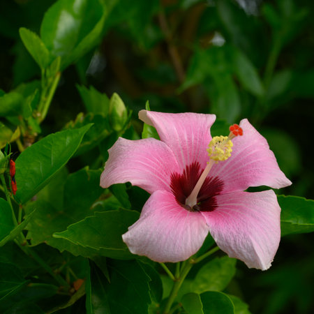 The photo was taken in the Dominican Republic in April, on an early cloudless morning. The photo was...