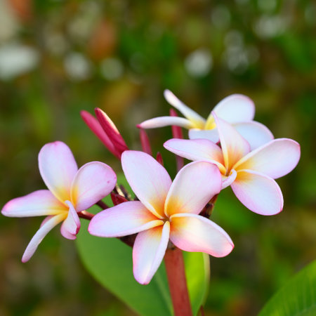 Photo flowers was taken in the Dominican Republic in April, on an early cloudless morning. Picture plant was taken in morning and in natural landscape.の写真素材