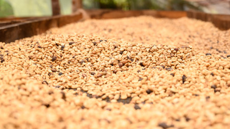 Photo of coffee beans taken in the mountains of the Dominican Republic on a coffee farm. A photo of dry coffee is perfect for texture or for an example of coffee production technology.の写真素材