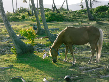 The photo shows a brown horse, close-up of its head and part of the body. The stallion in the photo is dark brown. The picture shows a horse grazing in a meadow.の写真素材