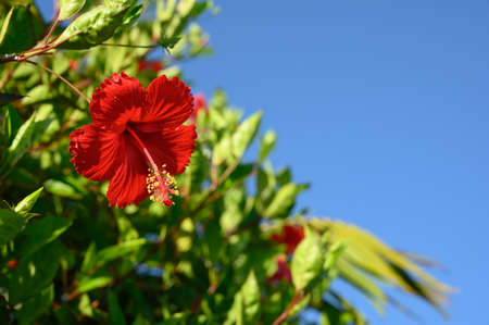 Photo was taken in Dominican Republic in April, on early cloudless morning. The photo was taken with natural light without additional equipment.の写真素材