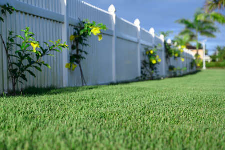 The photo of the lawn was taken in the early morning after the rain. The color of the grass is rich and juicy green.の写真素材