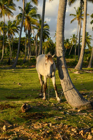 The photo shows a white horse, close-up of its head and part of the body. The stallion in the photo is dark brown. The picture shows a horse grazing in a meadow.の写真素材
