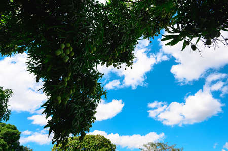 Mango wild tree in dominican land. Wild green mango on wood. Caribbean fruits on wild nature. Copy...