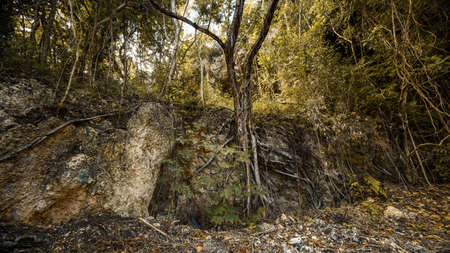 The tree clings to life. A tropical tree growing on a rock. Painting roots on a rock for printing....