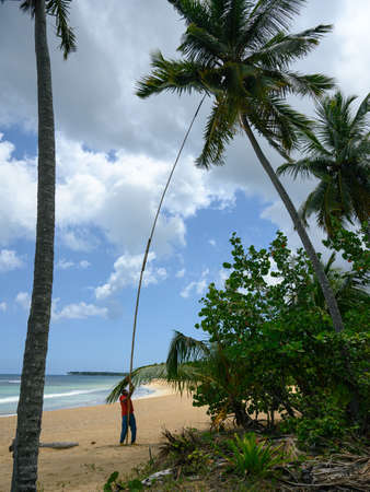 Photo HD shows Atlantic Ocean beach with great sand. Coconut tree growing on sea coast has coconuts.Man collects food, coconuts with stick. Dominican harvest in summer. Caribbean palms and vegetation.の写真素材