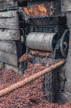 Photo of coffee beans taken in the mountains of the Dominican Republic on a coffee farm. A photo of dry coffee is perfect for texture or for an example of coffee production technology.の写真素材
