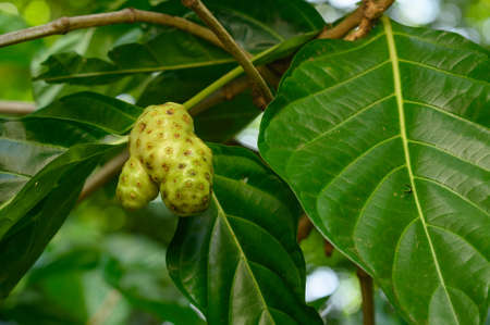 The photo shows a noni fruit hanging from a tree. The morinda tree is exotic and native to the tropics. Photo quality HD. Glossy dark green leaves and exotic tree fruit are visible.の写真素材