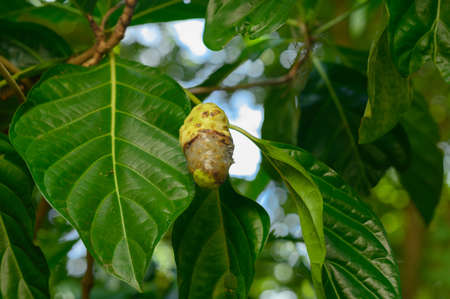 The photo shows a noni fruit hanging from a tree. The morinda tree is exotic and native to the...
