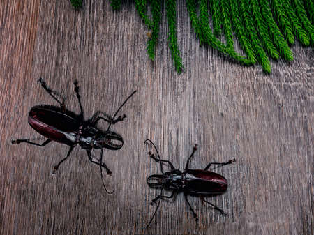 The photo shows the Titan beetle. The largest beetle in the world. Live insect photographed from above. Exotically, the beetle has a body size of about 10 centimeters. Barbel beetle is black color.の写真素材