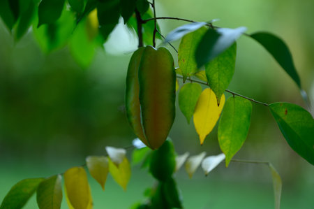 The photo shows a yellow tropical fruit - carambol. The exotic fruit grows on a Caribbean island in the Dominican Republic. The star-shaped fruit grows on a tree.の写真素材