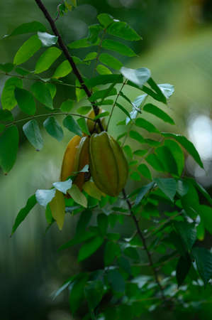 The photo shows a yellow tropical fruit - carambol. The exotic fruit grows on a Caribbean island in the Dominican Republic. The star-shaped fruit grows on a tree.の写真素材