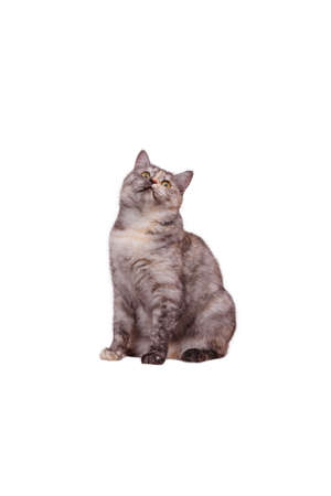 Cat on the white backgroundの写真素材