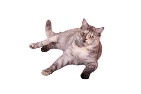 Cat on the white backgroundの写真素材