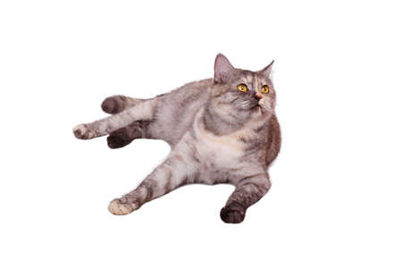 Cat on the white backgroundの写真素材