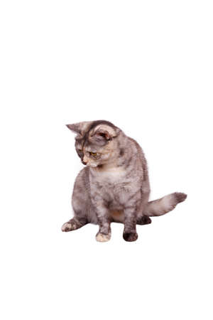 Cat on the white backgroundの写真素材