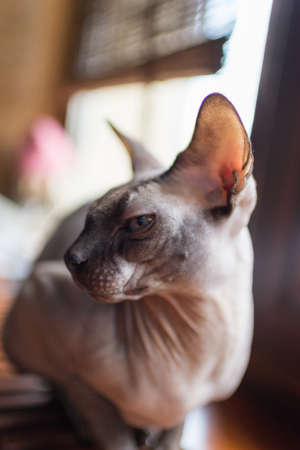 Canadian Sphynx cat is sitting on the windowsillの写真素材