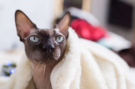 Canadian Sphynx cat is sleeping on the floorの写真素材