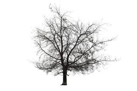 Naked tree on white backgroundの写真素材