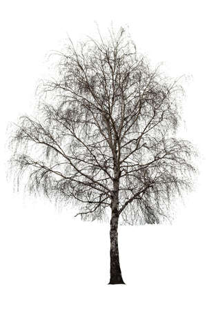 Naked birch tree on white backgroundの写真素材