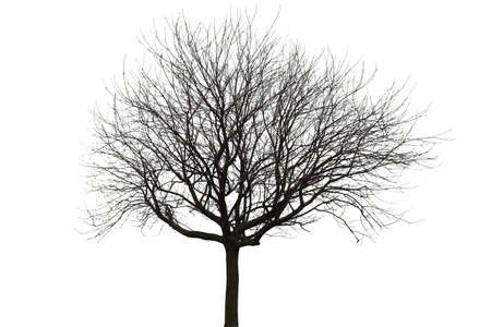 Naked tree on whiteの写真素材