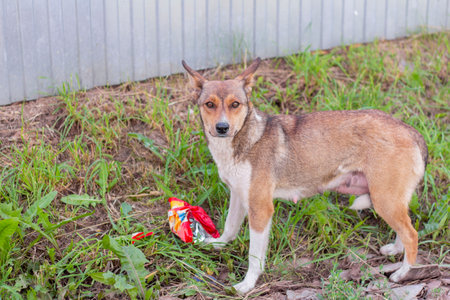 Hungry stray dog in search of food to feed the puppies.の写真素材