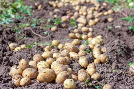 Fresh organic potatoes in the field.Harvestの写真素材