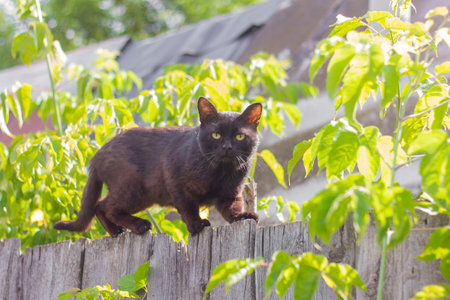 A village black cat stalks the fence.Hunts and waits for prey.の写真素材