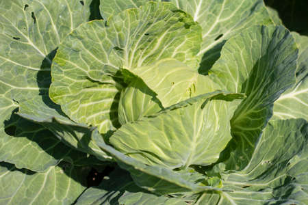 Cabbage grows in the garden. Agricultural industry. Growing cabbage.の写真素材
