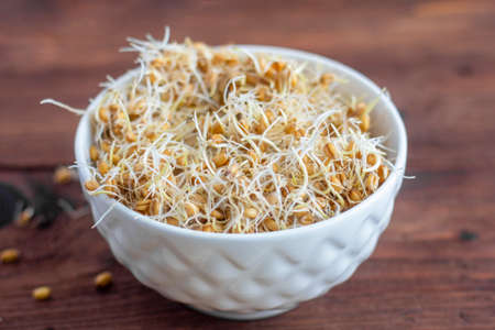 Wheat sprouts in a white bowl on a wooden background. A food supplement rich in vitamins and trace elements. The concept of healthy eating.の写真素材