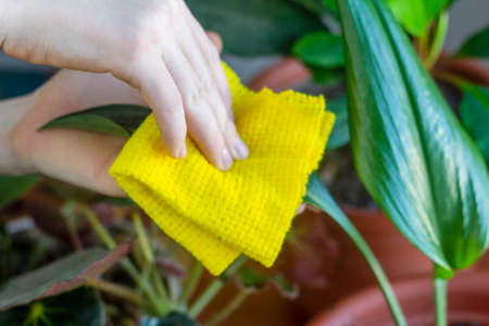 Care for indoor flowers.A young man wipes the dust from the leaves of a flowerの写真素材